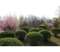 自家苗圃低价批发红叶石楠球，优质绿化工程景观苗木盆栽，成活率高——浏阳市柏加镇文凯苗圃产品推荐