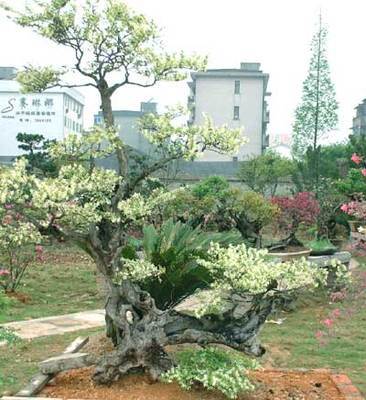 继木之美 金华绿联园林的匠心与品质