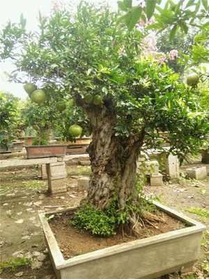 盆景艺术 从迎客盆景到工厂石榴盆景的多样魅力