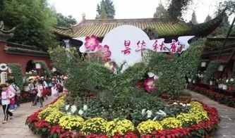 昆明中秋赏菊正当时，昙华寺公园精品科普菊花展盛大开幕